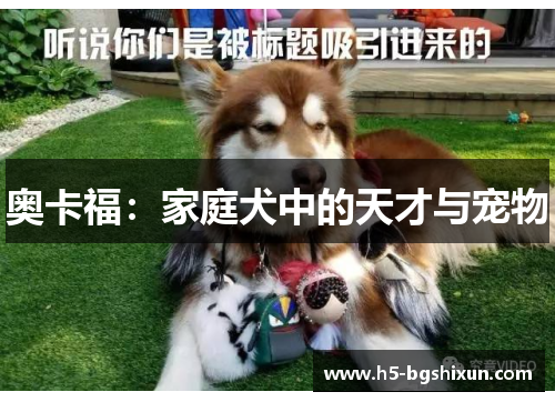 奥卡福:家庭犬中的天才与宠物